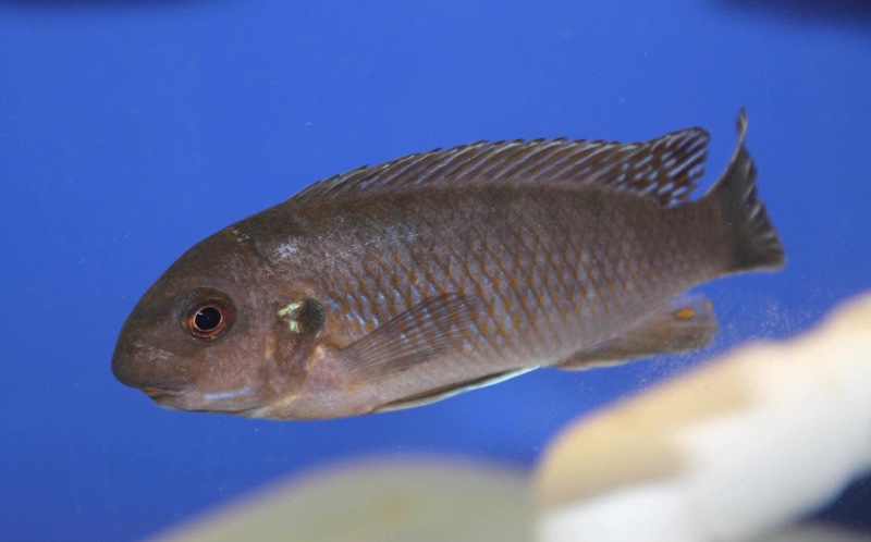 Labeotropheus fuelleborni 'Makanjila Point'